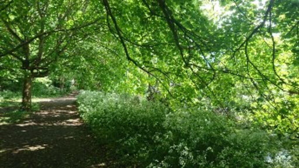 A path through a shaded forest