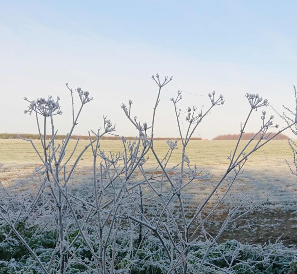 Frosted stems in a field against a blue sky