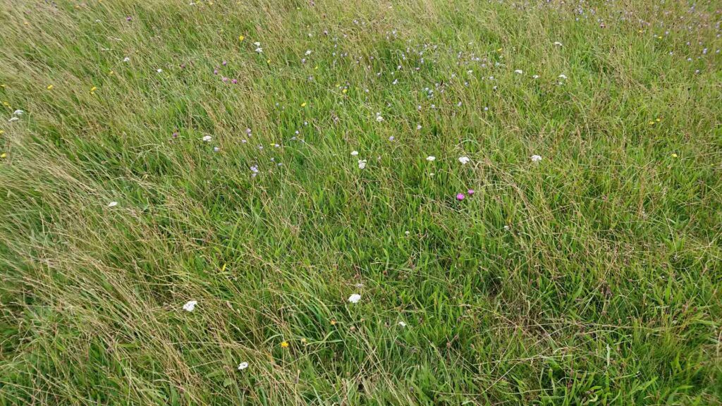 Small flowers surrounded by grass