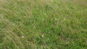 Small flowers surrounded by grass