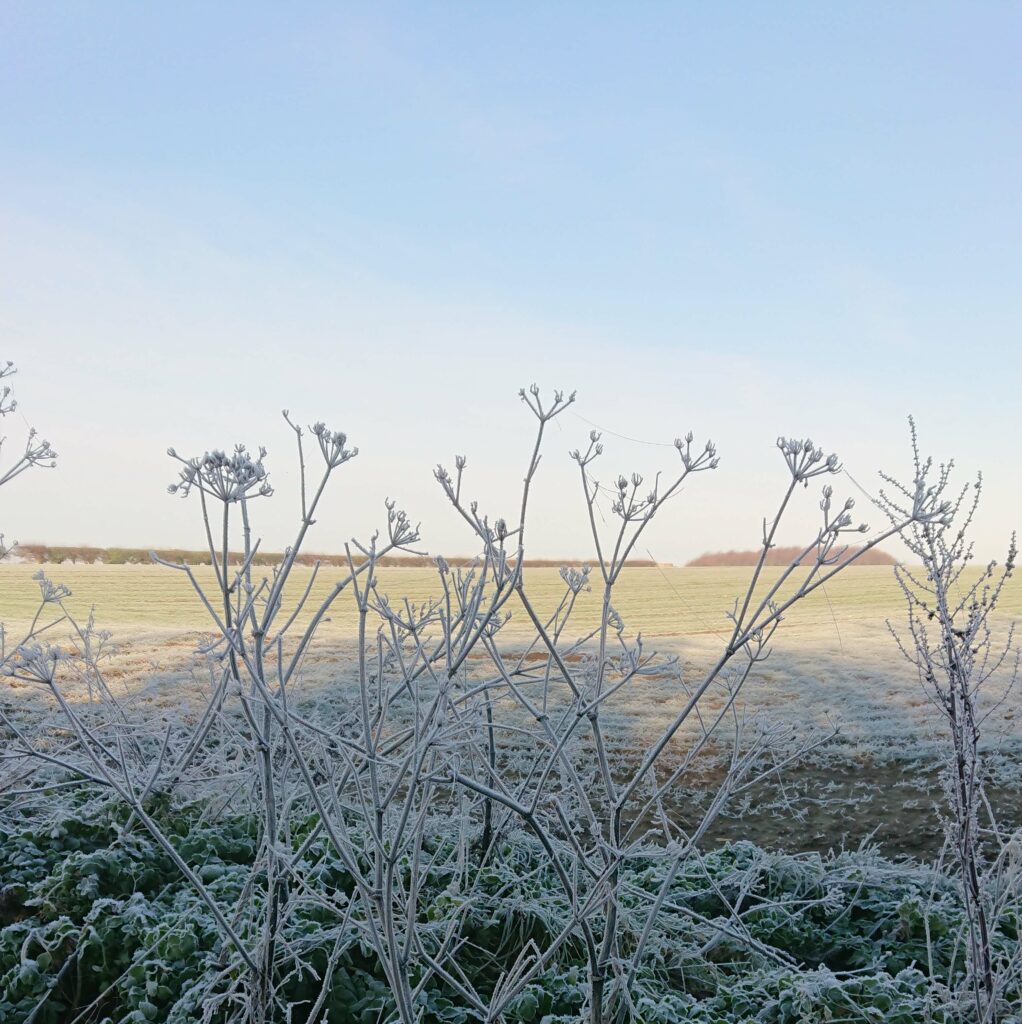 a field with grass and trees covered in frost